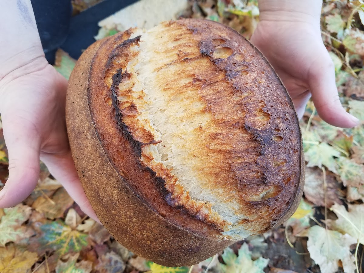 Hands holding a rustic scored sourdough boule