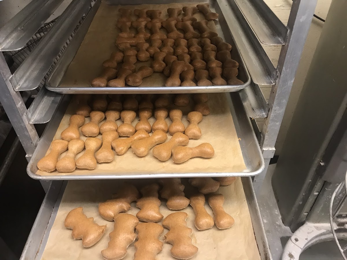 House-baked bone-shaped dog biscuits on bakery trays